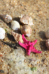 Image showing Starfishes on the beach