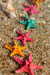 Image showing Starfishes on the beach