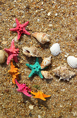 Image showing Starfishes on the beach