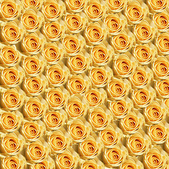 Image showing Yellow Roses