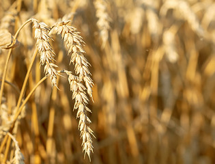Image showing detail of wheat field