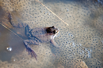 Image showing frog with frogspawn
