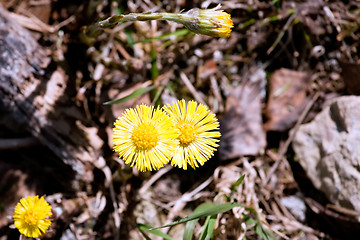 Image showing two spring coltsfoot flower