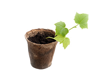 Image showing cucumber seedlings