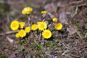 Image showing spring coltsfoot flowers