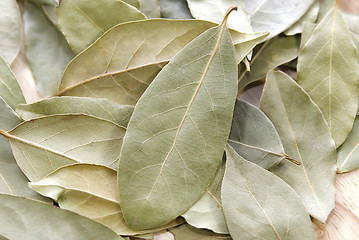 Image showing  Bay Leaves