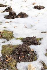 Image showing mole molehill between snow lawn grass spring 