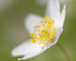 Image showing Anemone Nemorosa