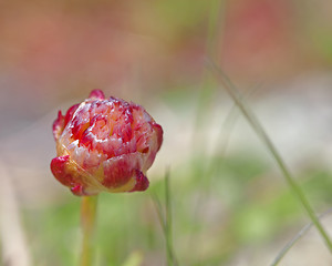 Image showing Thrift flower