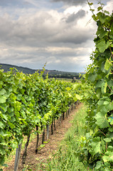 Image showing Alsace landscape and vinewyard