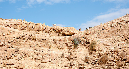 Image showing Hiking in judean desert