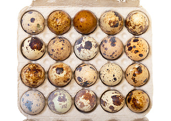 Image showing Speckled quail eggs in a carton box