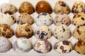 Image showing Speckled quail eggs in a carton box