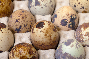 Image showing Speckled quail eggs in a carton box