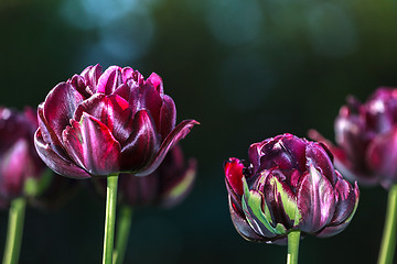 Image showing Black tulip