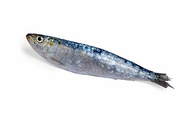 Image showing Sardine