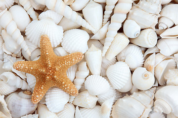 Image showing Seashell Beauty