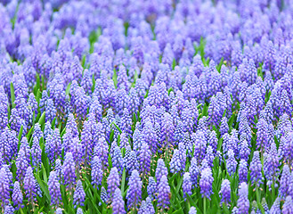 Image showing Muscari botryoides