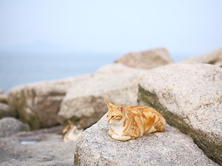 Image showing Cat on the rock 