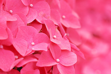 Image showing Pink hydrangea flower close up 