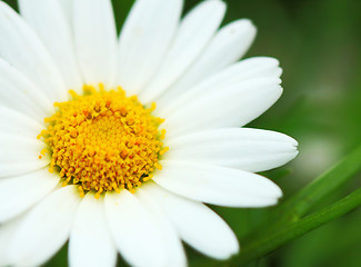 Image showing White chrysanthemum 
