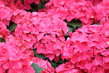 Image showing Pink hydrangea flower 