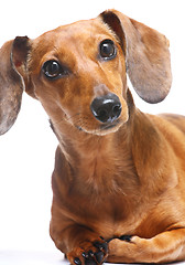 Image showing Dachshund dog