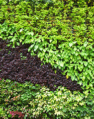 Image showing Plant wall 