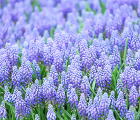 Image showing Muscari botryoides