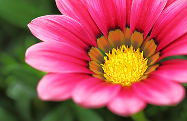 Image showing Pink flower close up