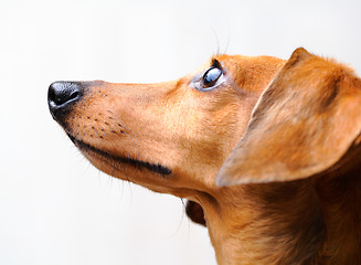 Image showing Dachshund dog 