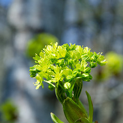 Image showing Detail of maple blossom