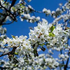 Image showing White cherry blossom at blue sky