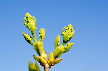 Image showing Lilac buds at blue sky