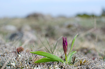 Image showing Wild orchid bud