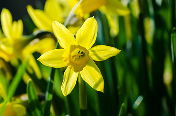 Image showing Garden Lent Lily