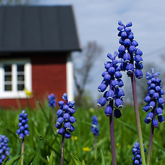 Image showing Blue garden flowers