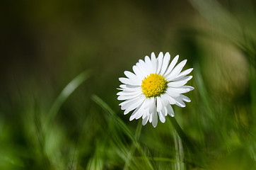 Image showing Common daisy closeup