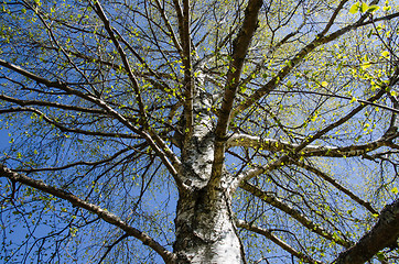 Image showing Springtime birch