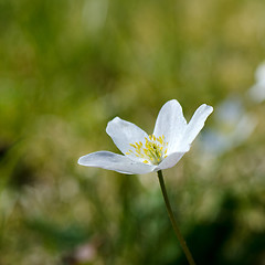 Image showing Wood anemone portrait