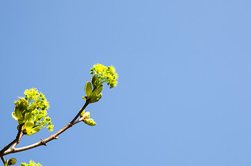 Image showing Maple blossom closeup