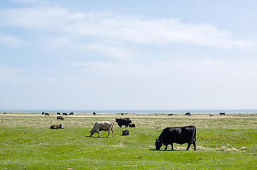 Image showing Grazing cattle at coast