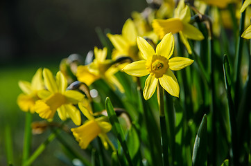 Image showing Yellow garden bed
