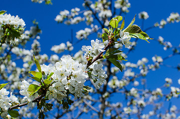 Image showing Twig of cherry blossom