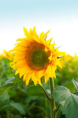 Image showing sunflowers