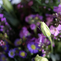 Image showing Purple Bouquet