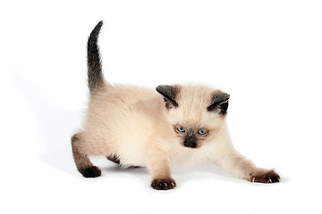 Image showing Playful siamese kitten 