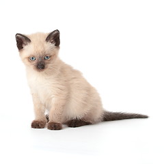 Image showing Siamese kitten