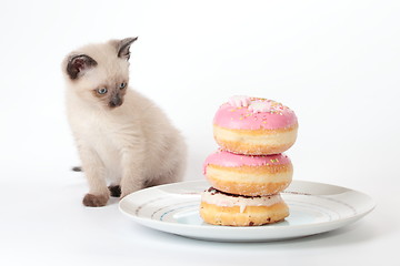 Image showing Siamese kitten looking