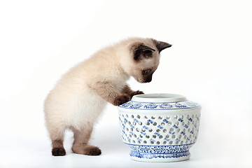 Image showing Siamese kitten snooping